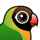Black-cheeked Lovebird