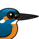 Common Kingfisher