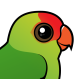 Black-winged Lovebird