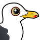 Western Gull