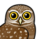Burrowing Owl