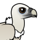 Himalayan Vulture