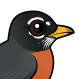American Robin