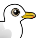 Iceland Gull