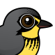 Canada Warbler