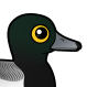 Greater Scaup