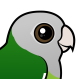 Gray-headed Lovebird