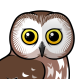 Northern Saw-whet Owl