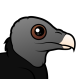 American Black Vulture