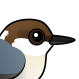 Brown-headed Nuthatch