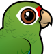 Puerto Rican Amazon