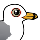 Ring-billed Gull