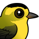Wilson's Warbler