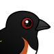 Eastern Towhee