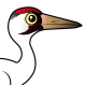 Whooping Crane