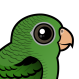 Barred Parakeet
