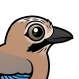 Eurasian Jay