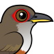 Puerto Rican Lizard-Cuckoo