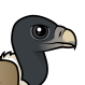 Indian Vulture