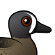 Blue-winged Teal