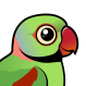 Alexandrine Parakeet