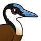 African Jacana