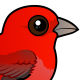 Summer Tanager