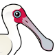 African Spoonbill