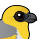 Palila