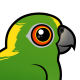Yellow-naped Parrot