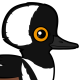 Hooded Merganser