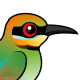 Rainbow Bee-eater