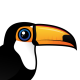 Toco Toucan
