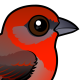 Hepatic Tanager