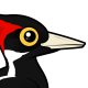 Ivory-billed Woodpecker