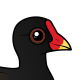 Common Moorhen