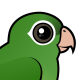 Golden-winged Parakeet