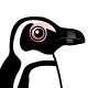 African Penguin
