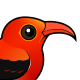 'I'iwi