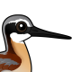 Wilson's Phalarope
