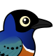 Superb Starling