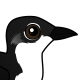 Scripp's Murrelet