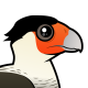 Crested Caracara