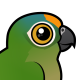 Peach-fronted Parakeet