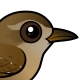 Winter Wren