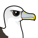 Shy Albatross