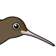 Brown Kiwi