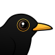 Blackbird