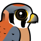 American Kestrel