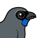 Kokako
